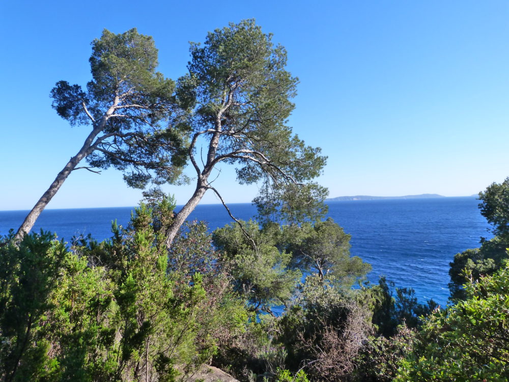 The maquis - Domaine du Rayol