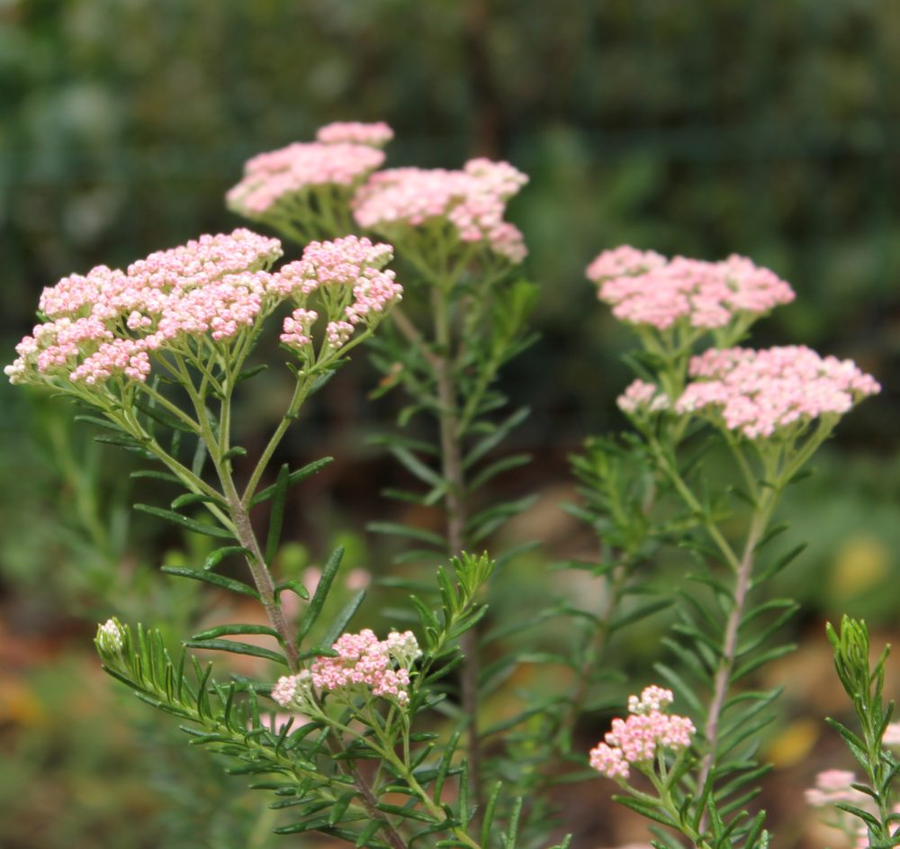 Ozothamnus diosmifolius - Domaine du Rayol