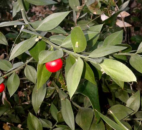 Plante immergée ruscus rouge h21