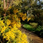 Mimosas dans le jardin d'Australie