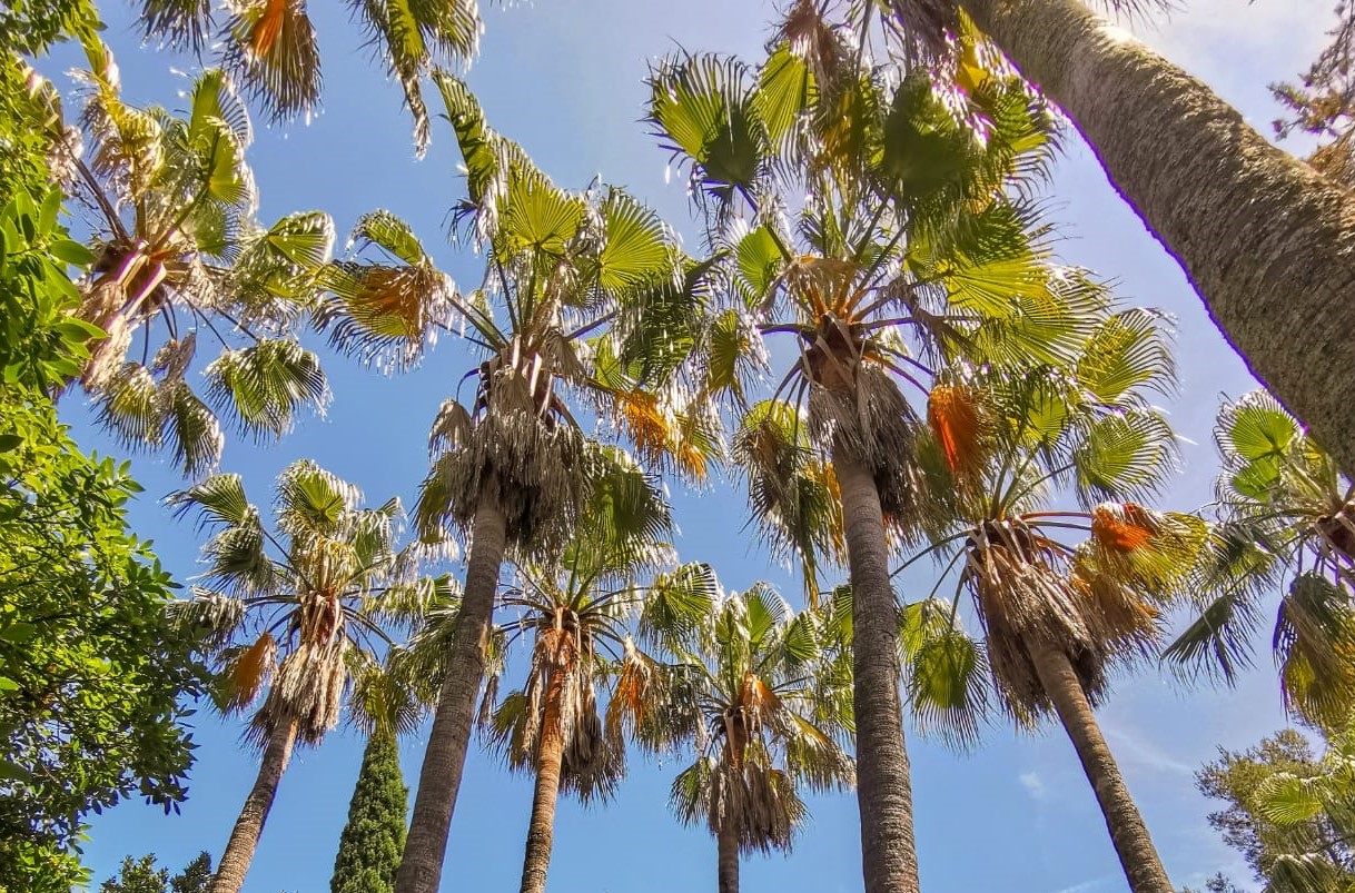 Focus : Les palmiers Des arbres ? - Domaine du Rayol