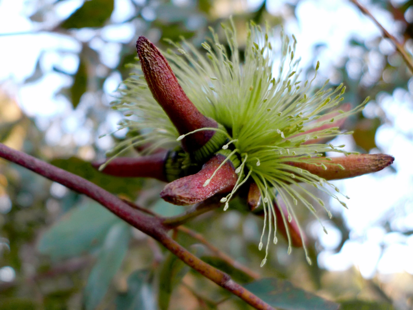 La plante du mois : Variation autour d’un eucalyptus