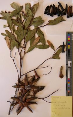 Part d'herbier Eucalyptus conferruminata 20221025_8.