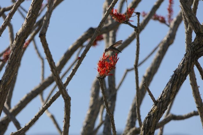 Fleur d'ocotillo, Californie, mai 2023