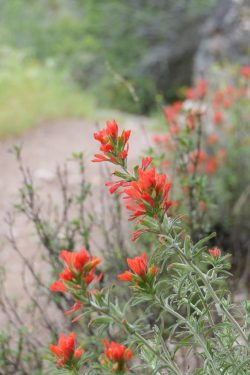 Castilleja foliosa, Californie, mai 2023