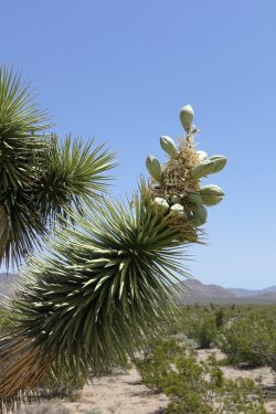 Fruits du classique Yucca brevifolia, Californie, mai 2023