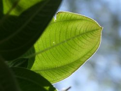 Détails des feuilles de la tibouchine laineuse