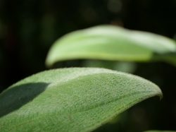 Détails des feuilles de la tibouchine laineuse