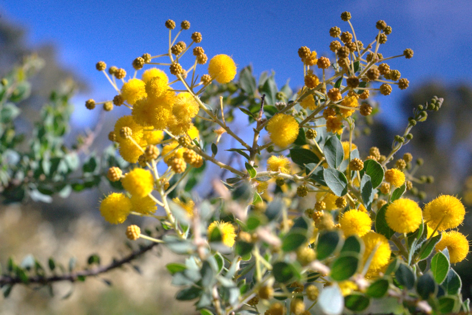 La plante du mois : Fleurir en novembre : l’acacia “à crochet”