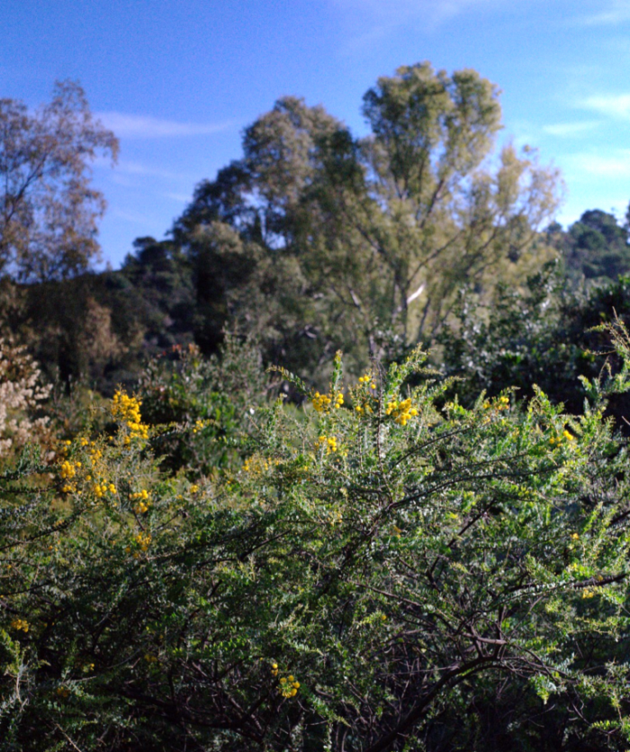 acacia uncinata